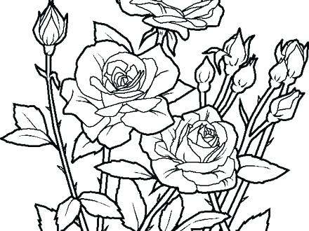 440x330 Flowers Coloring Pages Print