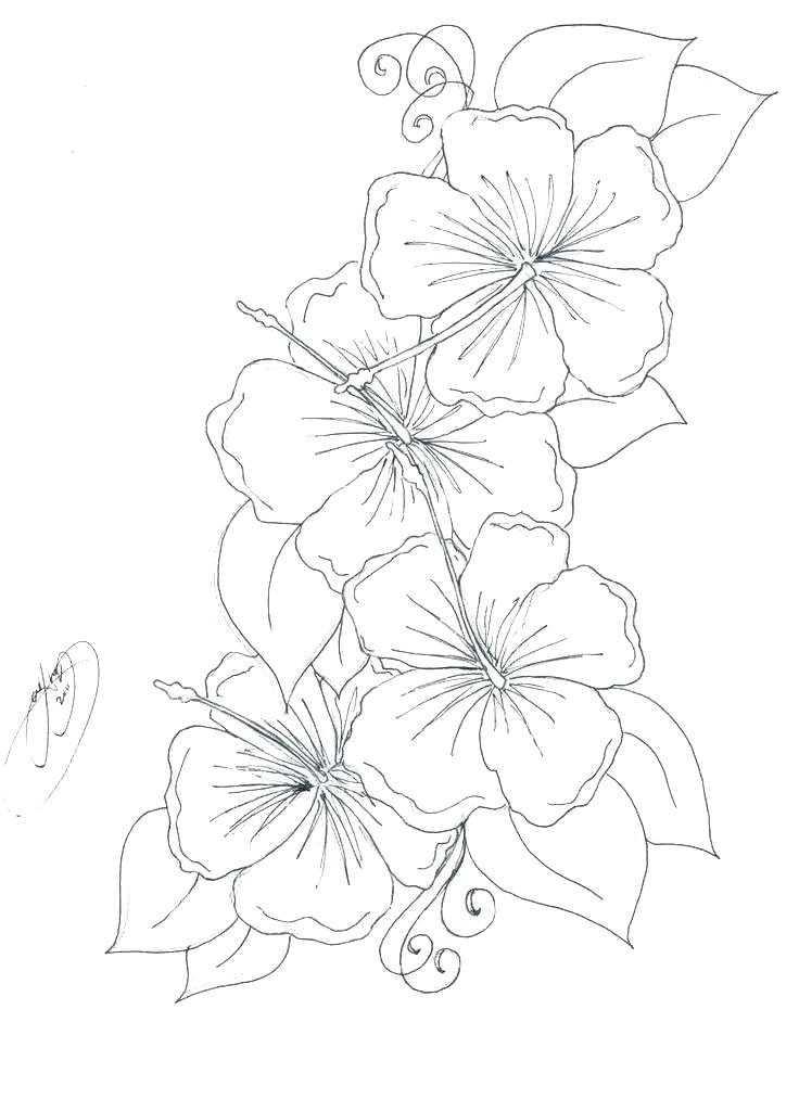 736x1013 Hibiscus Flower Coloring Pages