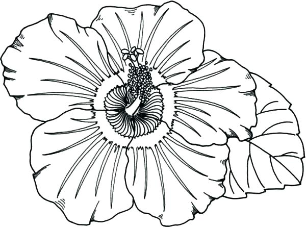 600x445 Hawaiian Flowers Coloring Pages Flowers To Color Flowers Coloring