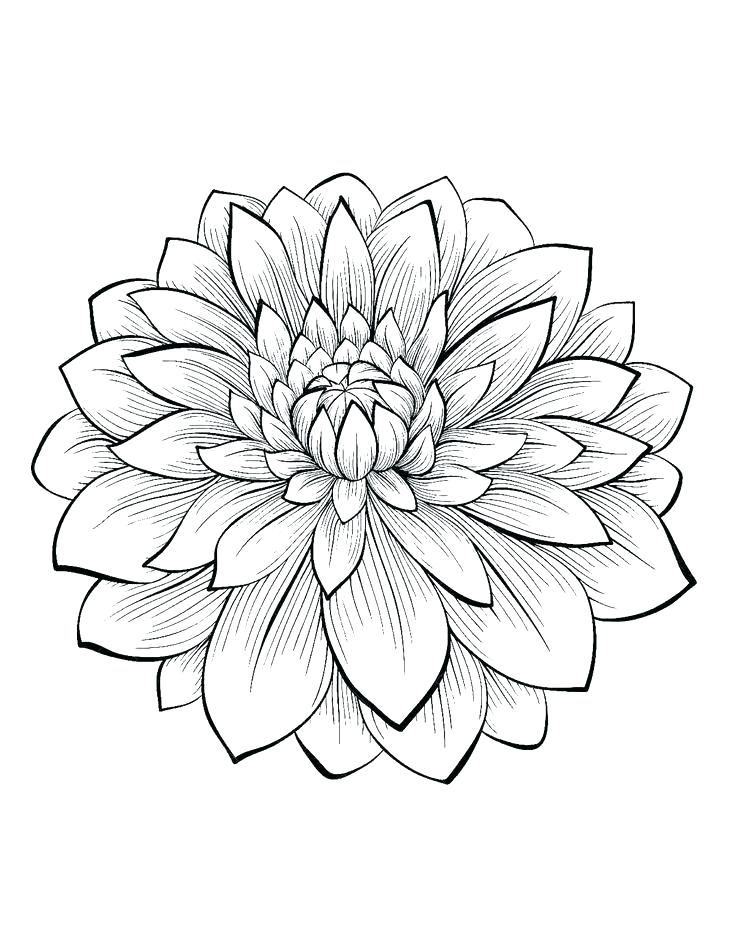 736x950 Hawaiian Flowers Coloring Pages Free Flowers Coloring Pages