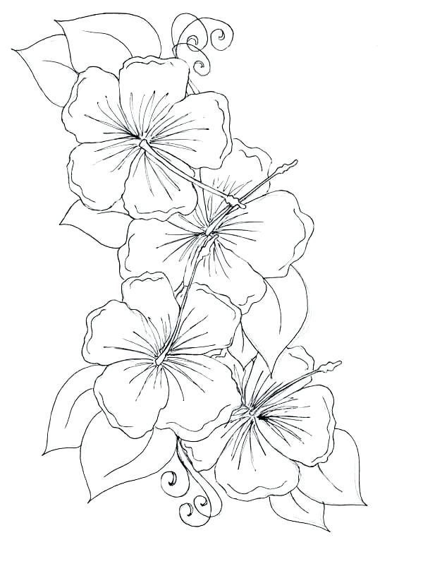 600x826 Hawaiian Coloring Pages Dreamtemplates.club