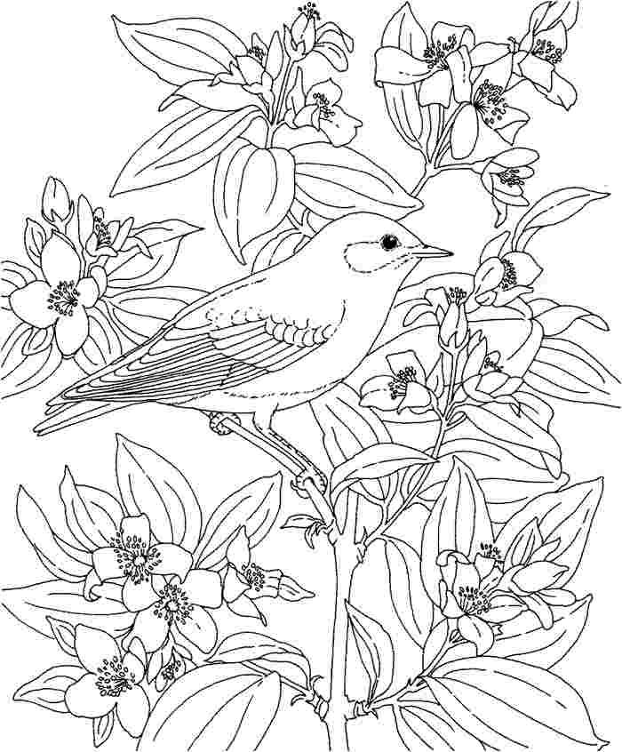 700x846 Ytka6jgte.jpg Coloring Pages Reference