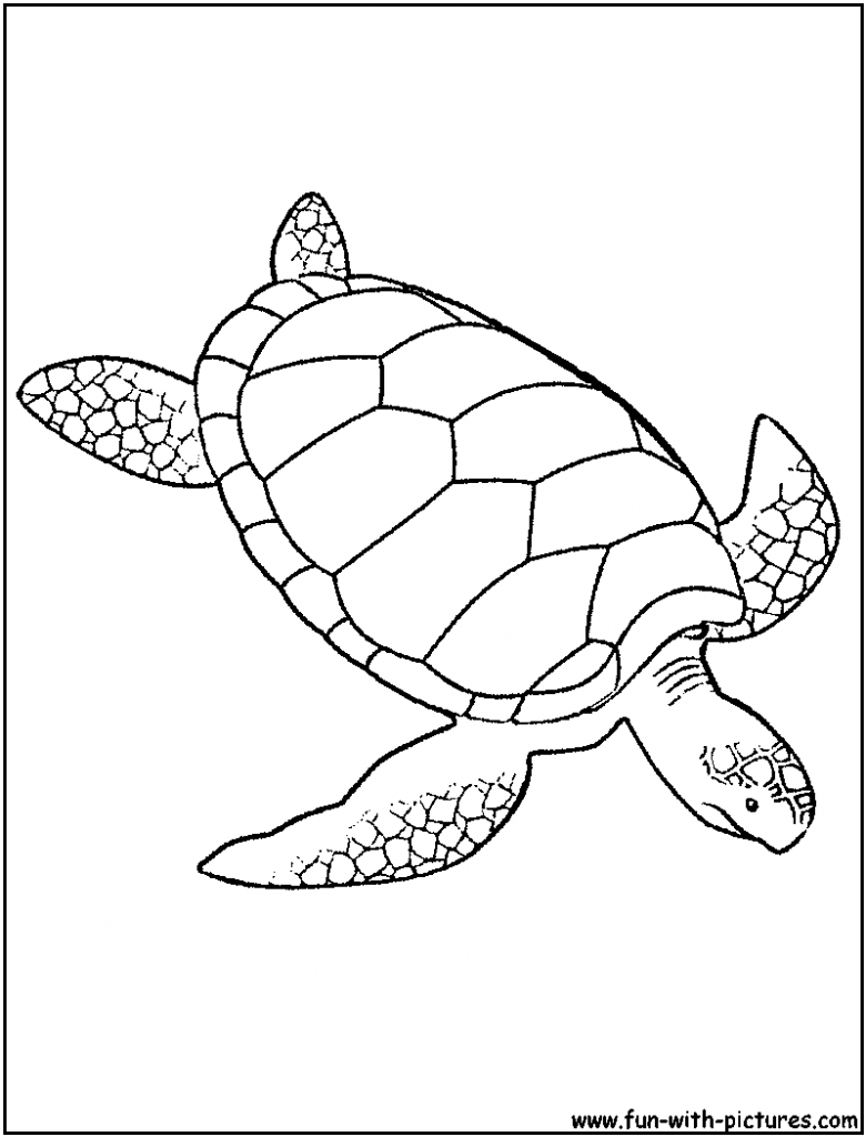 780x1024 Sea Turtle Coloring Page Gites Loire Valley