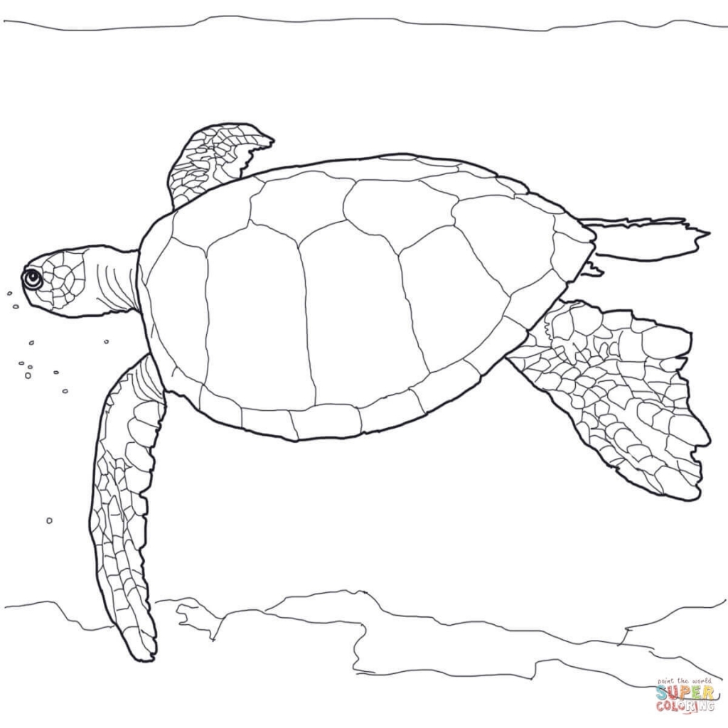 1024x1024 The Most Amazing Sea Turtles Pictures To Print