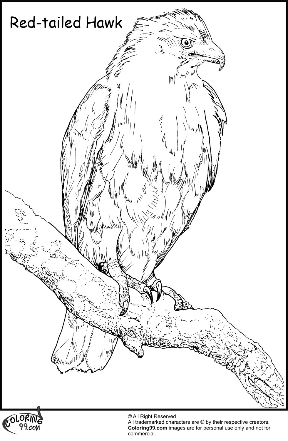 980x1500 Hawk Coloring Pages Team Colors