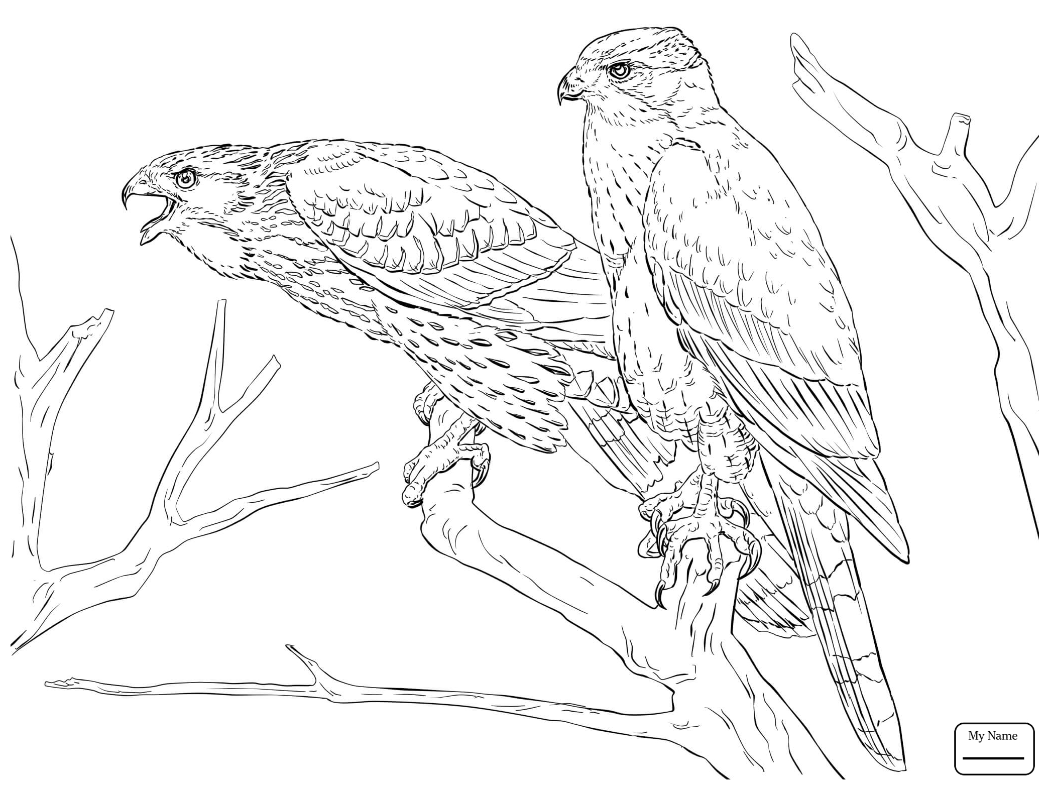 2089x1567 Hawk Coloring Pages Birds Of Prey Coloring Pages Hawk Coloring