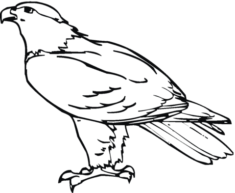480x393 20 Hawk Coloring Pages Images Free Coloring Pages