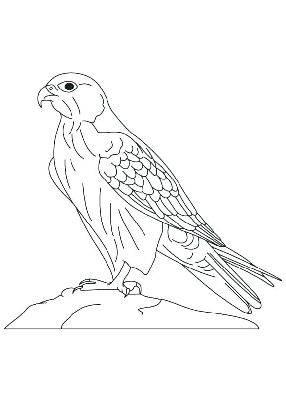 580x813 Hawk Coloring Pages Red Tailed Hawk Coloring Page Birds Of Prey