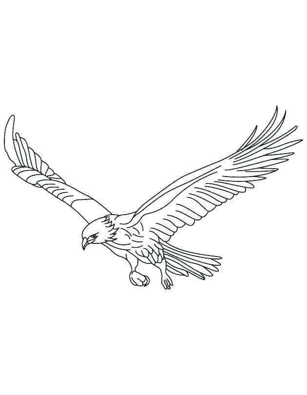 630x810 Red Tailed Hawk Coloring Page Birds Of Prey Coloring Pages