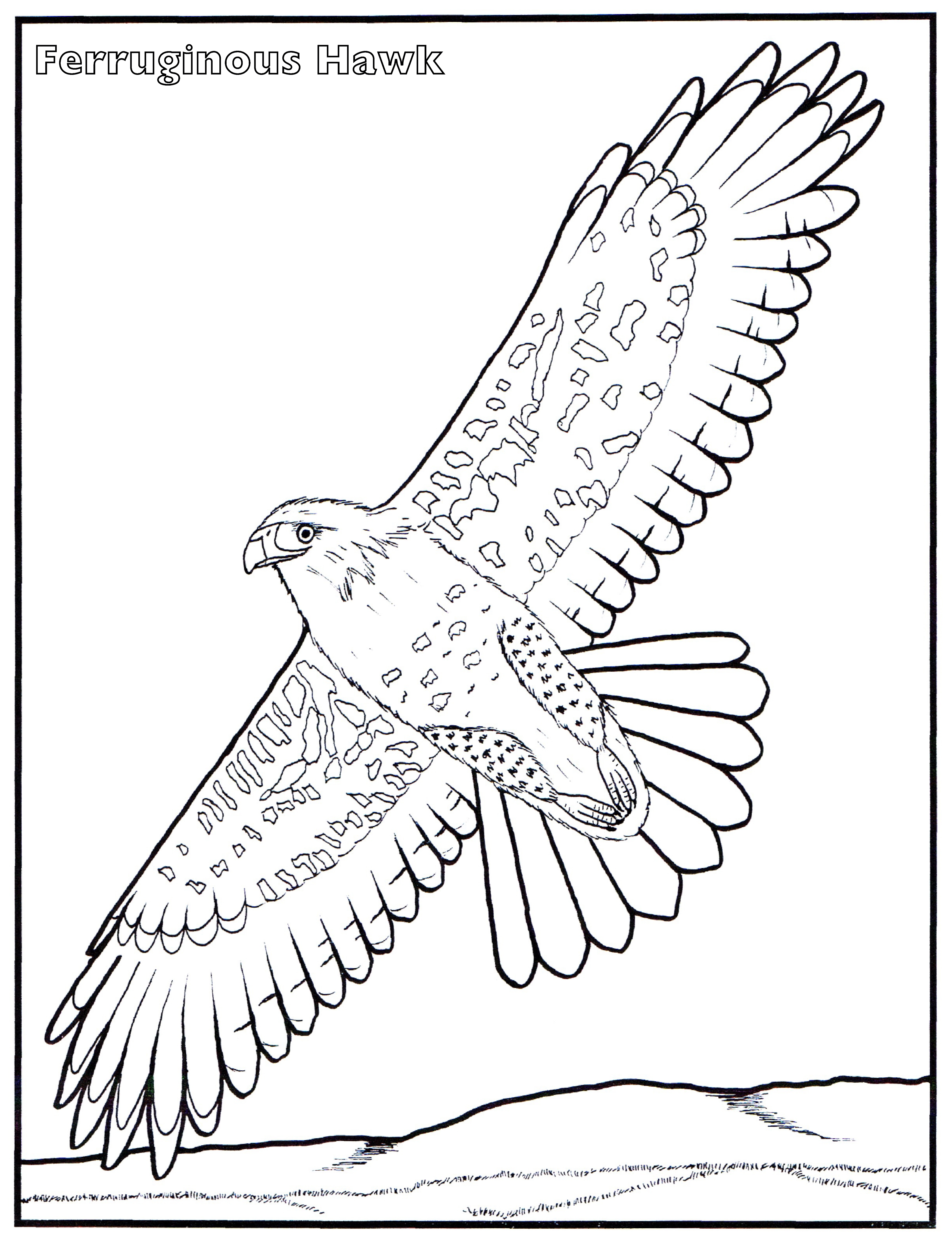 4899x6399 20 Hawk Coloring Pages Images Free Coloring Pages