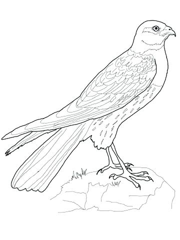 360x480 Coloring Hawk Coloring Pages Harrier Page Superhero. Hawk