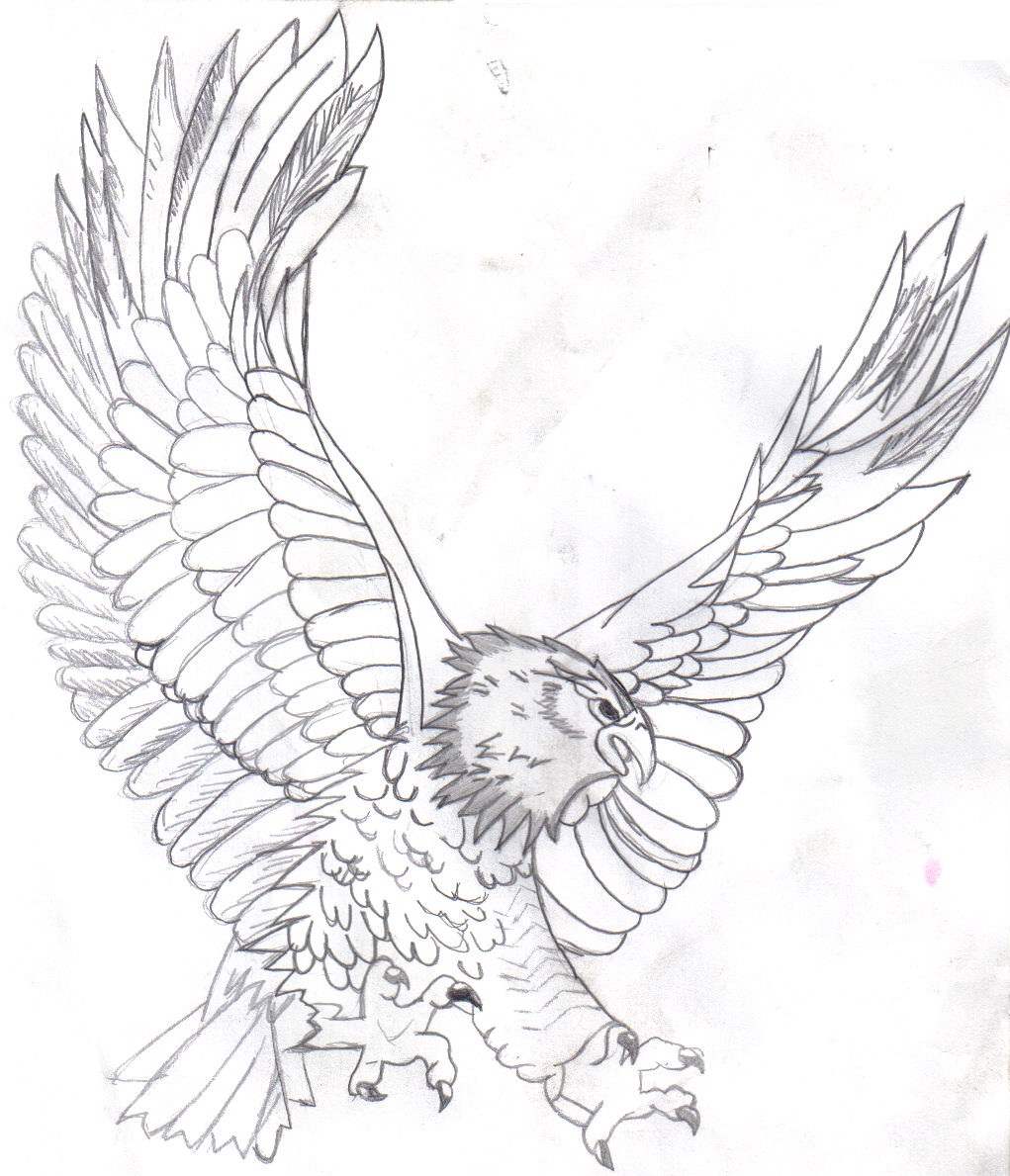 1021x1189 35 Bald Eagle Coloring Pages, Bald Eagle Drawing Coloring Pages