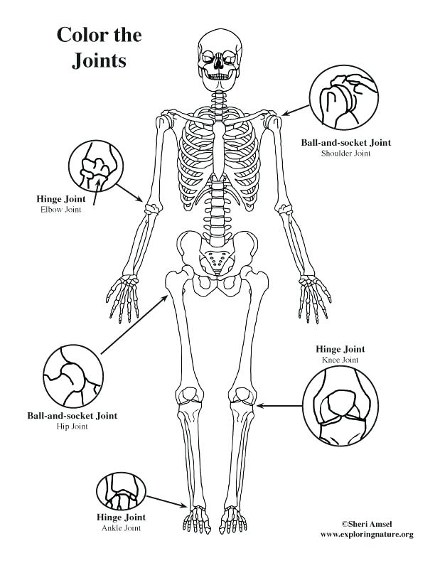612x792 Body Coloring Pages My Body Coloring Sheets
