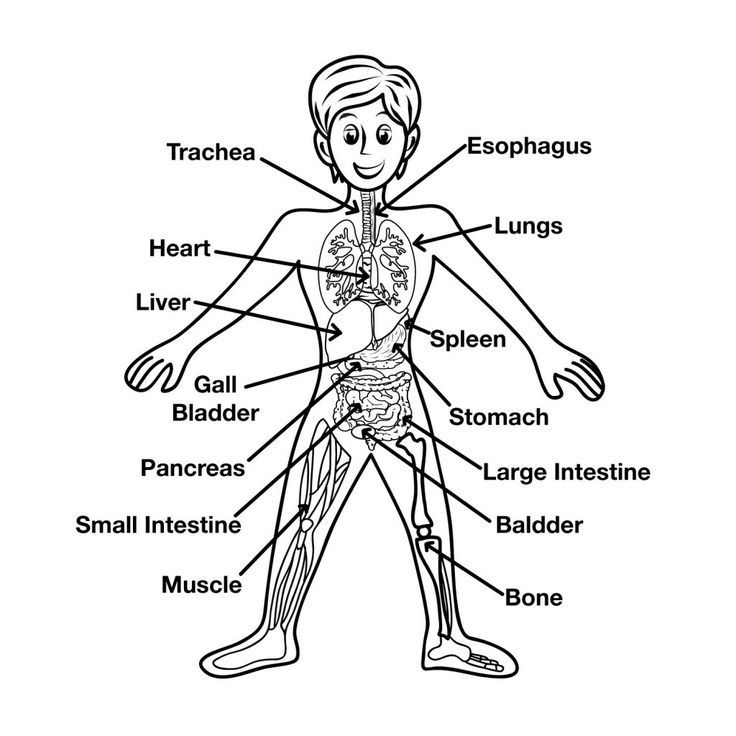 736x736 Human Body Coloring Pages