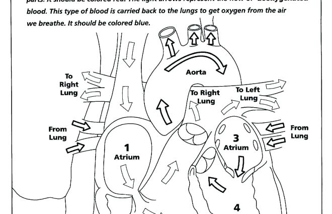 660x425 Magnificent Healthy Heart Coloring Pages Gift