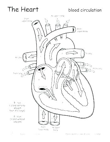 Heart Anatomy Coloring Pages