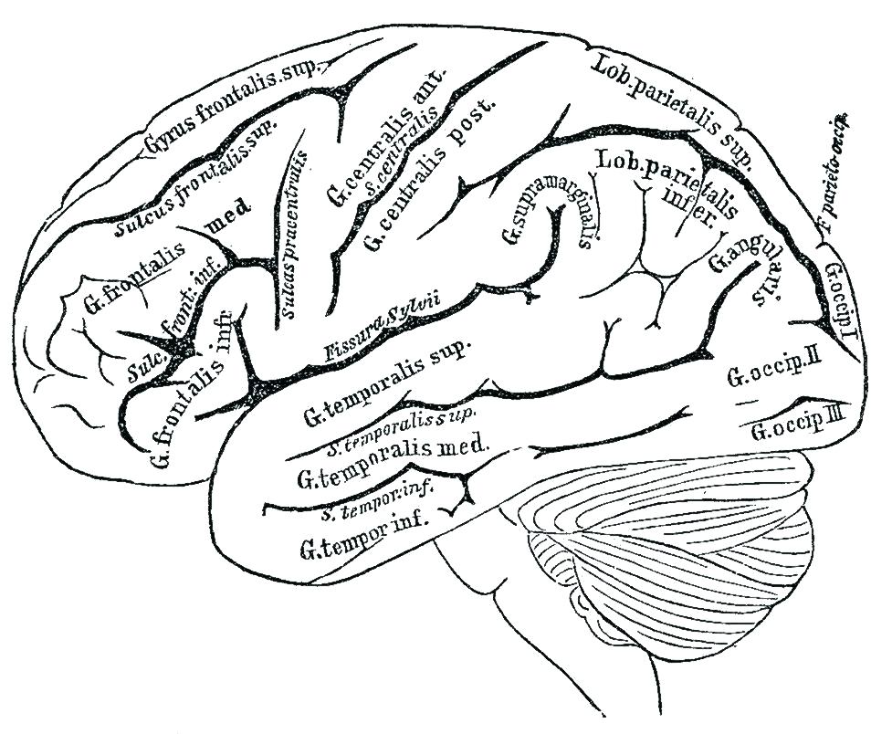 977x804 Heart Anatomy Coloring Pages Anatomy Coloring Pages Brain Anatomy