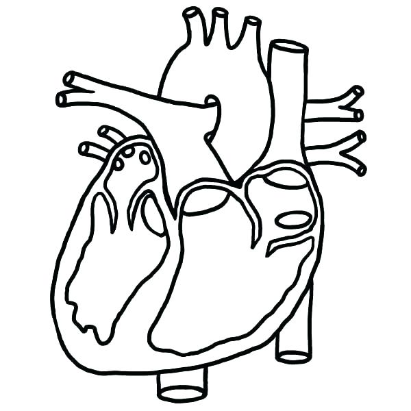 600x600 Anatomy Coloring Pages Heart Anatomy Coloring Page Anatomy