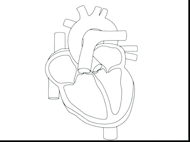 618x463 Heart Anatomy Coloring Sheet Human Pages Page Of A Colouring Cute