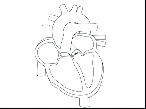 618x463 Human Heart Coloring Pages Coloring Page Of A Heart Human Heart