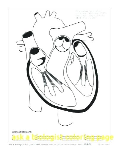 400x516 Ask A Biologist Coloring Page Key With Human Heart Pages