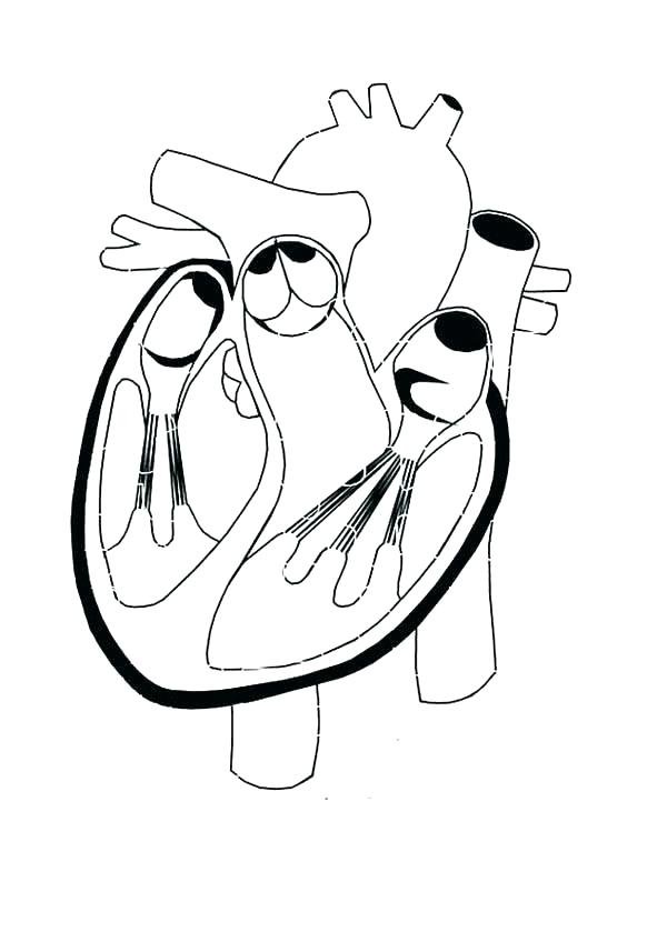 600x848 Heart Anatomy Coloring Pages Heart Anatomy Coloring Pages Healthy