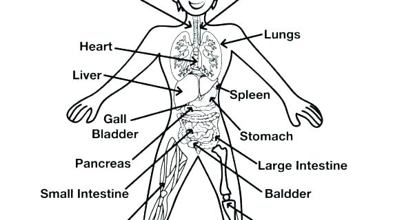 570x320 Heart Anatomy Coloring Pages Top Anatomy Coloring Pages Print