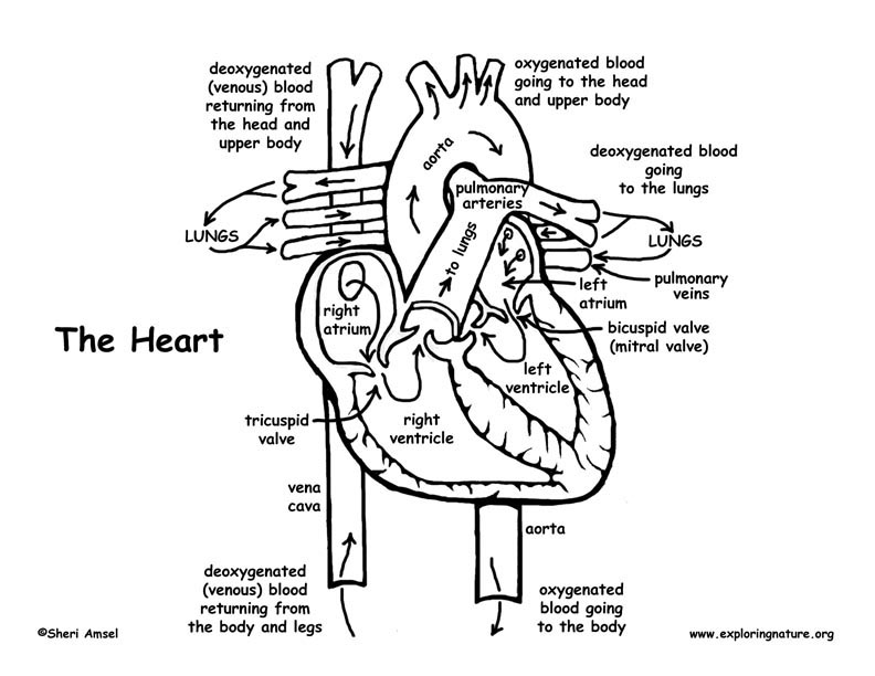 792x612 Heart Diagram Coloring Pages Coloring Pages Of The Heart Heart