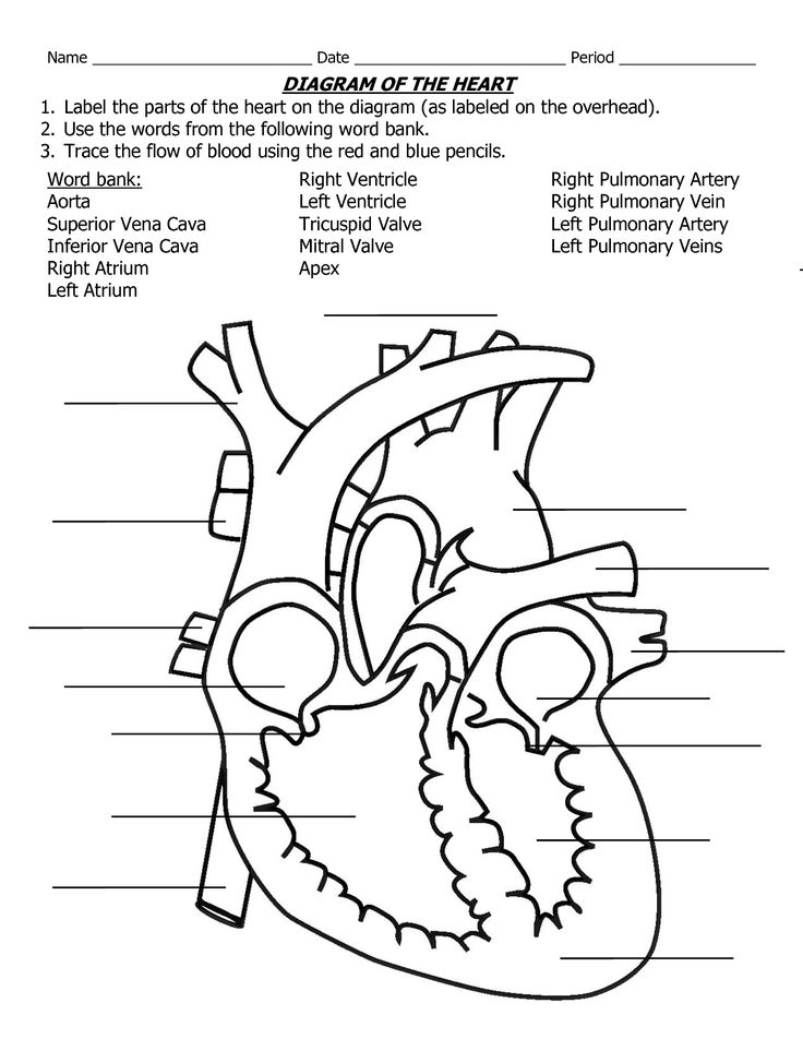 736x952 Heart Coloring Diagram Human Heart Coloring Page Printable