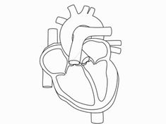 235x176 Human Heart Coloring Pictures For Kids Health Pictures Of Anatomy
