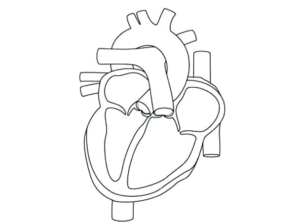 600x450 Free Coloring Pages Human Heart Heart Anatomy Coloring Pages Human