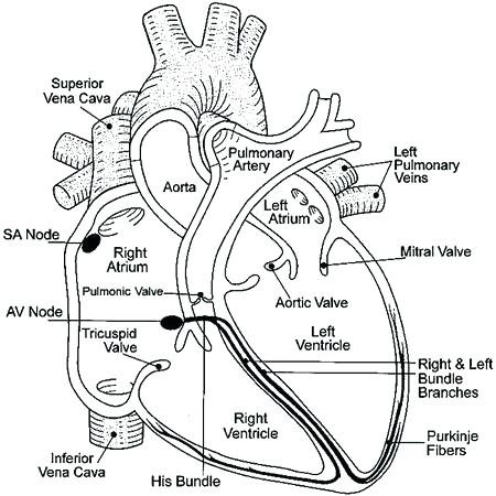 450x450 Heart Anatomy Coloring Pages Heart Anatomy Coloring Pages Easy