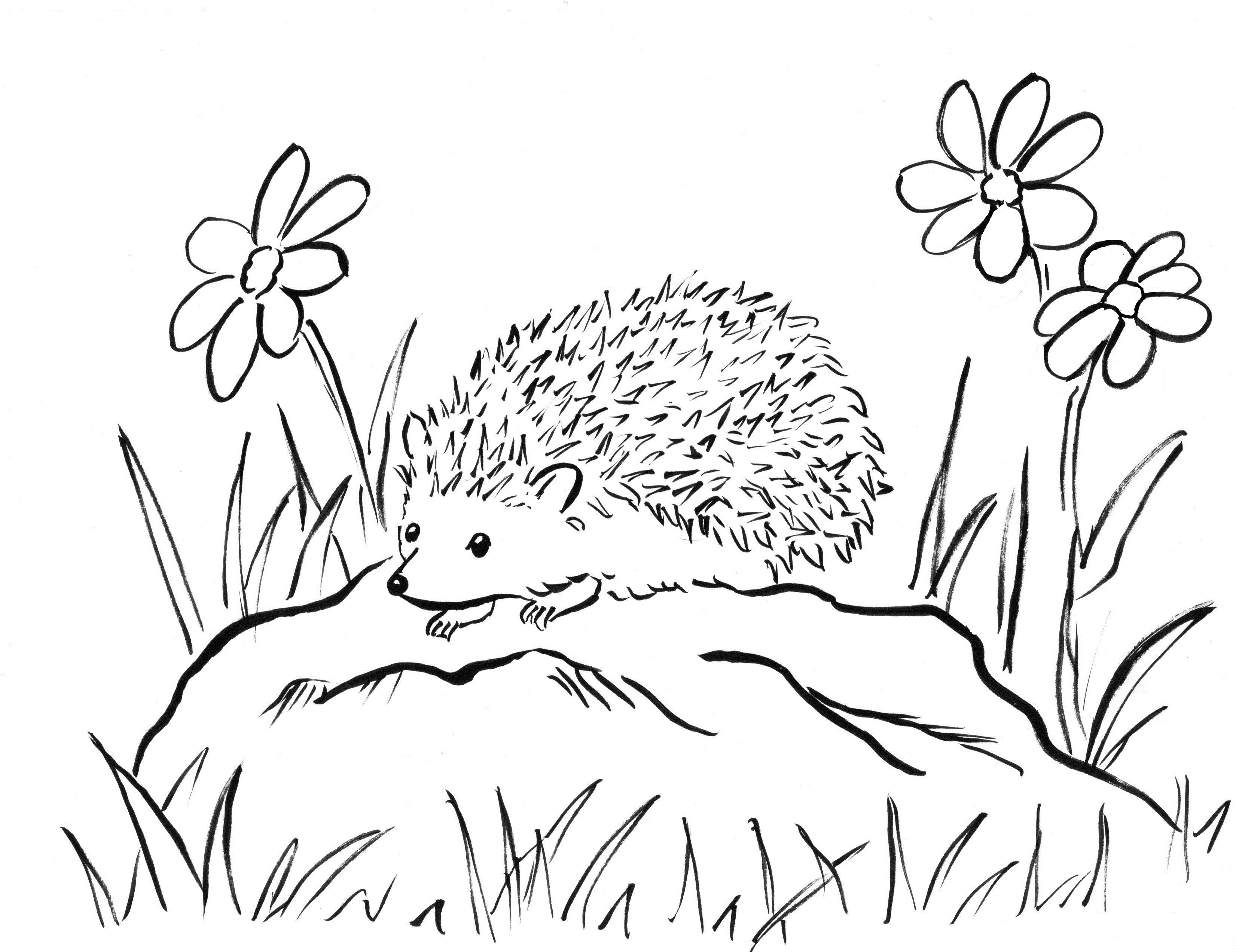 3303x2545 Awesome Hedgehog Page To Color Design Printable Coloring Sheet