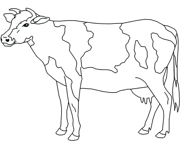 600x481 Coloring Pages Valentines Day Cow Coloring Pages Drawing