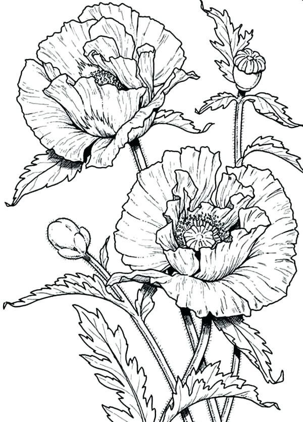 600x835 Poppy Coloring Page Remembrance Day Poppy Coloring Page Coloring