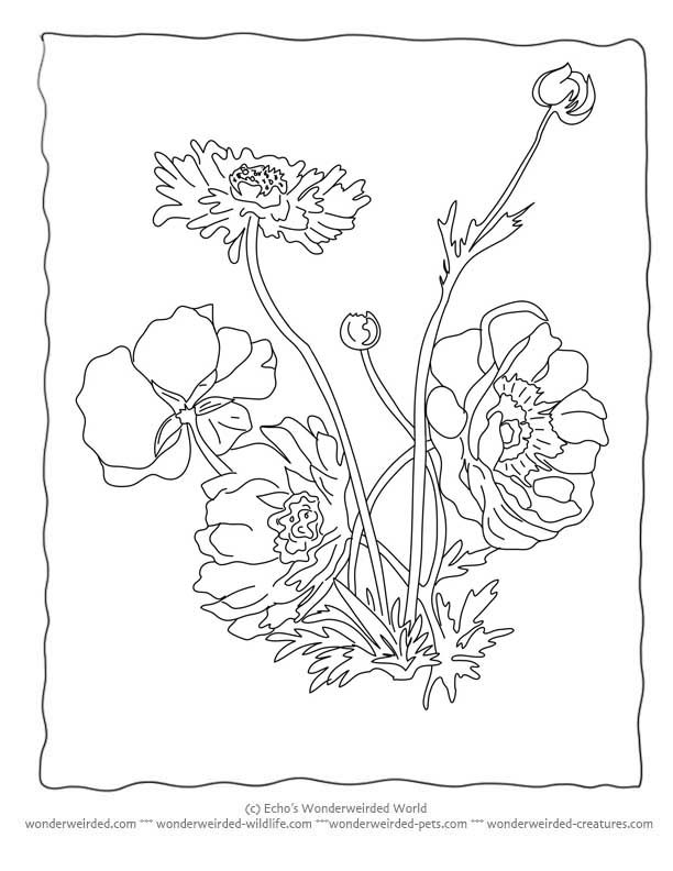 612x792 Botany Coloring Pages
