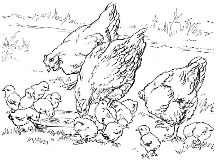700x517 Farm Printable Coloring Pages