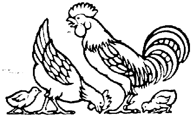 664x408 Rooster Coloring Pages Mother Hen, Rooster And Cute Chicks