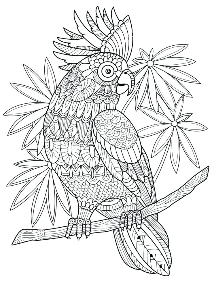 736x978 Zentangle Coloring Pages Pen Illustration Printable Coloring Page