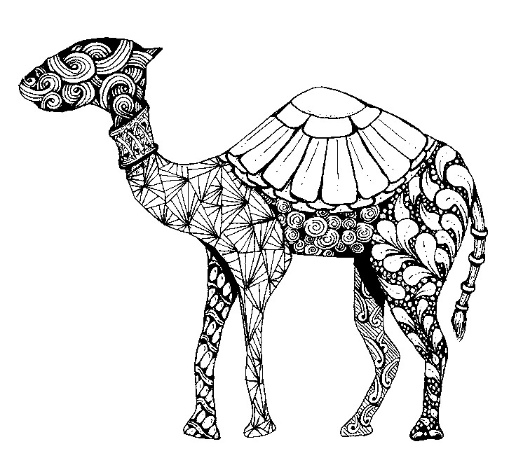 736x664 Adult Coloring Page Arab World Dromedary 9