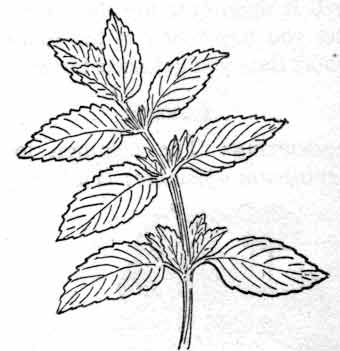 340x351 Drawn Herbs Mint Leaf 3347996