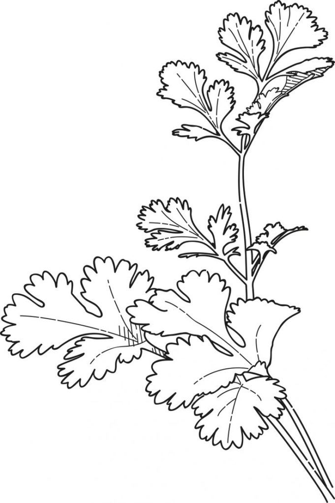 681x1024 Herb Coloring Pages Coloring Pages Herbs