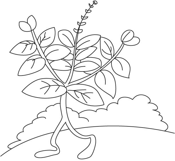 611x563 Herb Coloring Pages