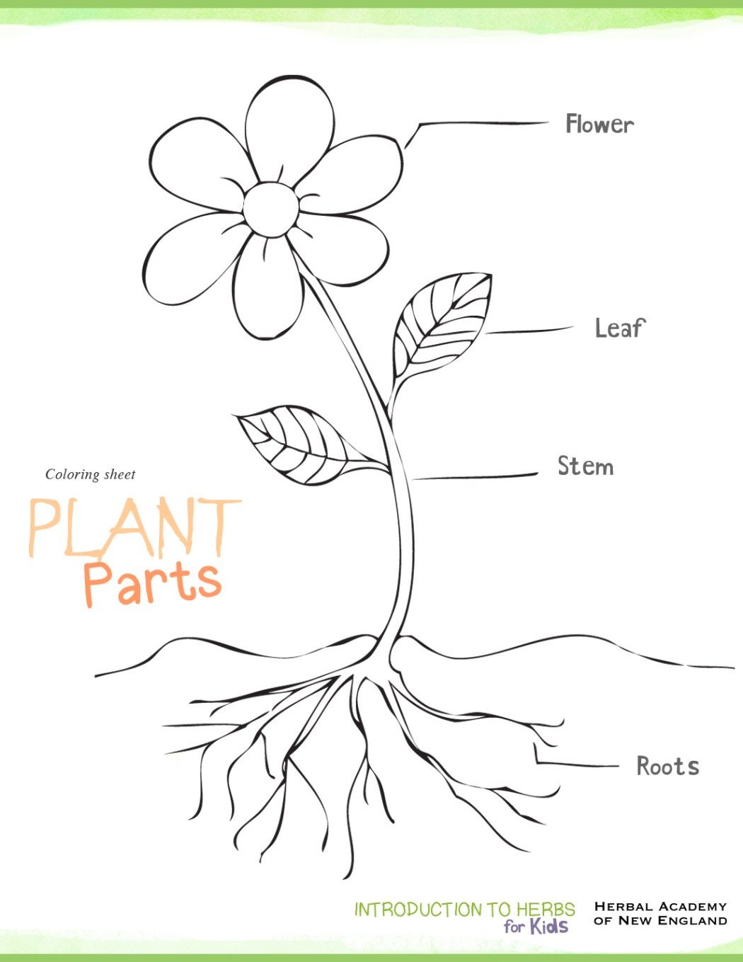1050x1359 Introduction To Herbs For Kids Meet My Friend, Herb! Part 2