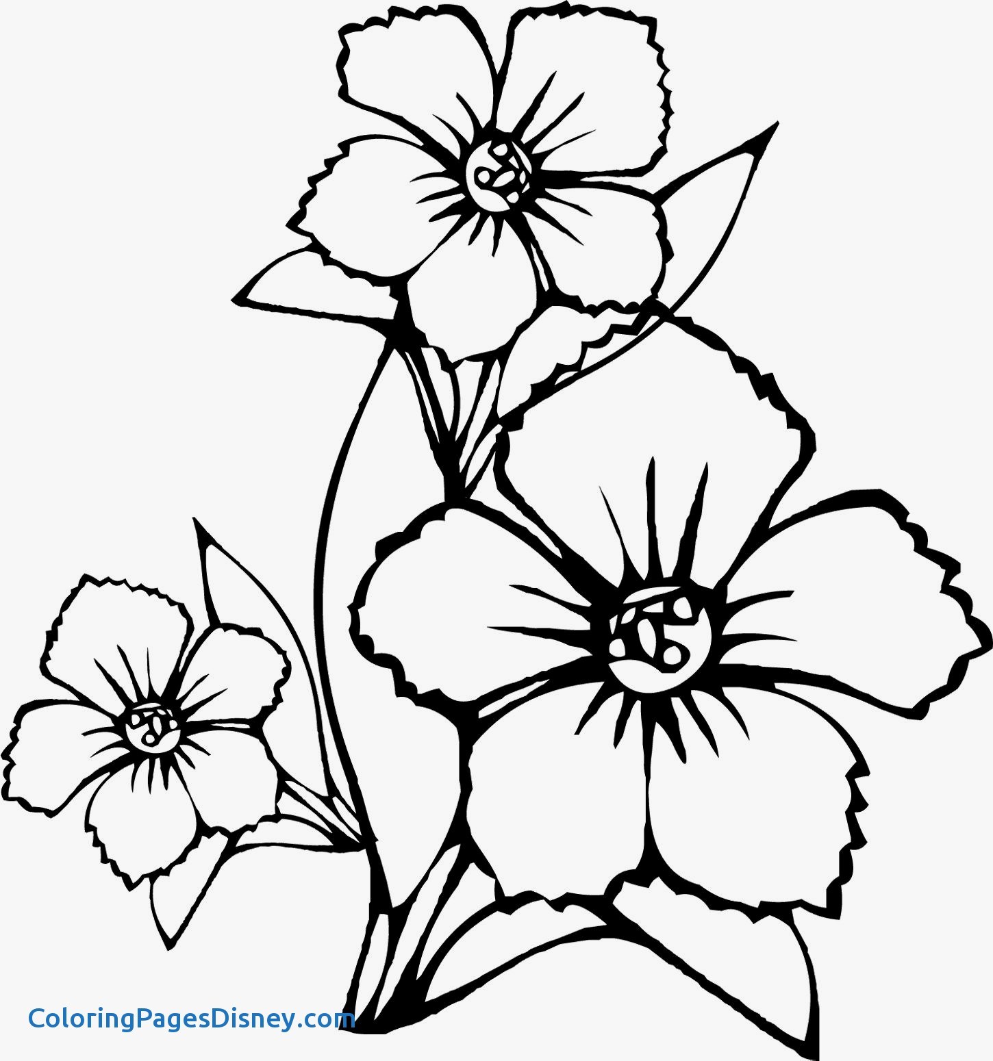 1450x1550 Bindweed Coloring Pages Awesome An Herb Scented Life Dyeing