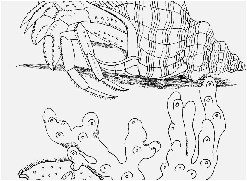 827x609 Crab Coloring Pages Photo Free Printable Hermit Crab Coloring