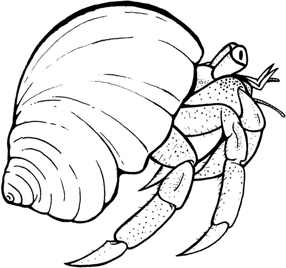 922x866 Pin By Sherry Rymer On Amphibians Amp Sea Life Coloring Pages