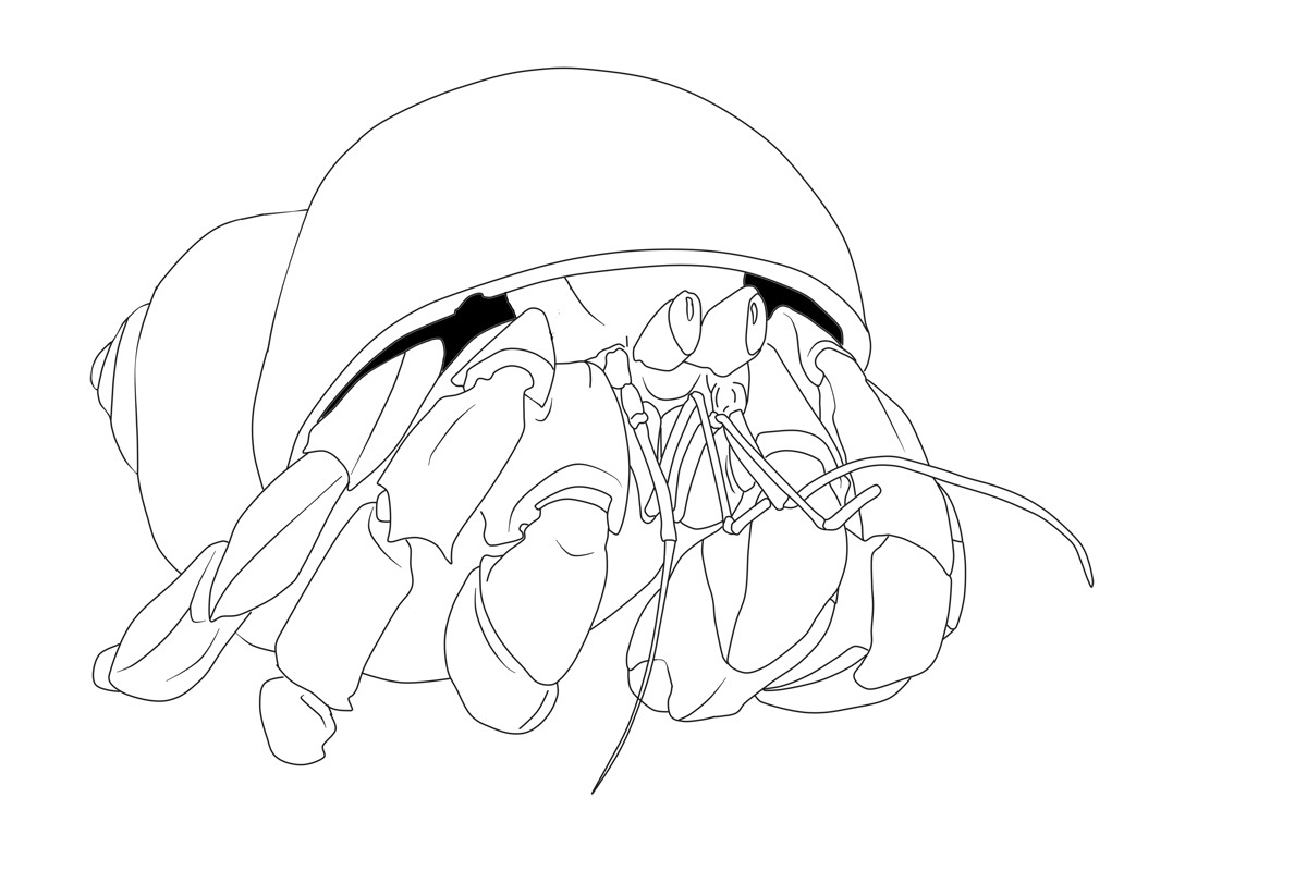 1200x800 Printable Hermit Crab Coloring Pages Coloring Me