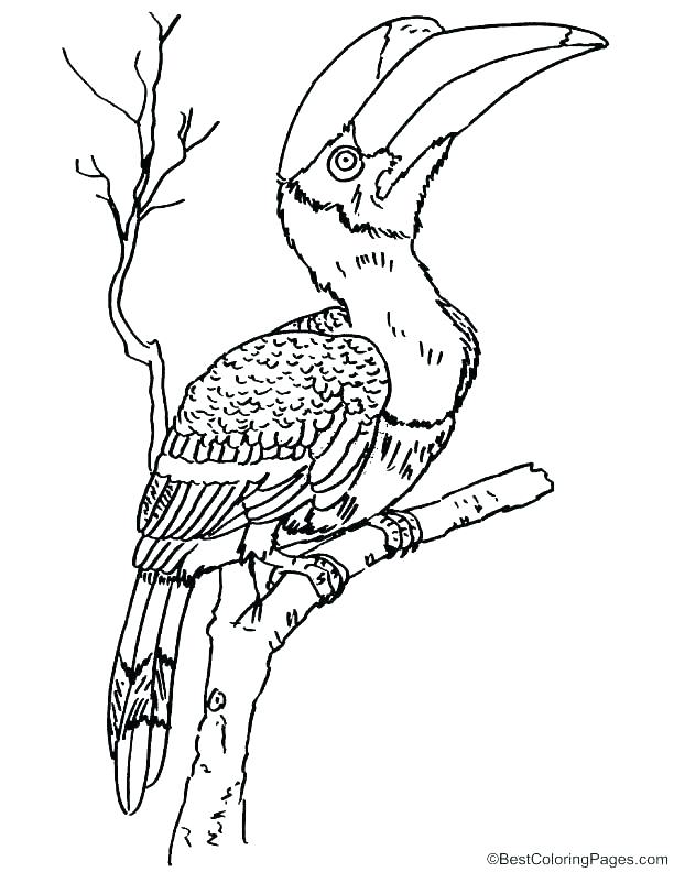 612x792 Great Blue Heron Colouring Page Identification All About Birds Lab