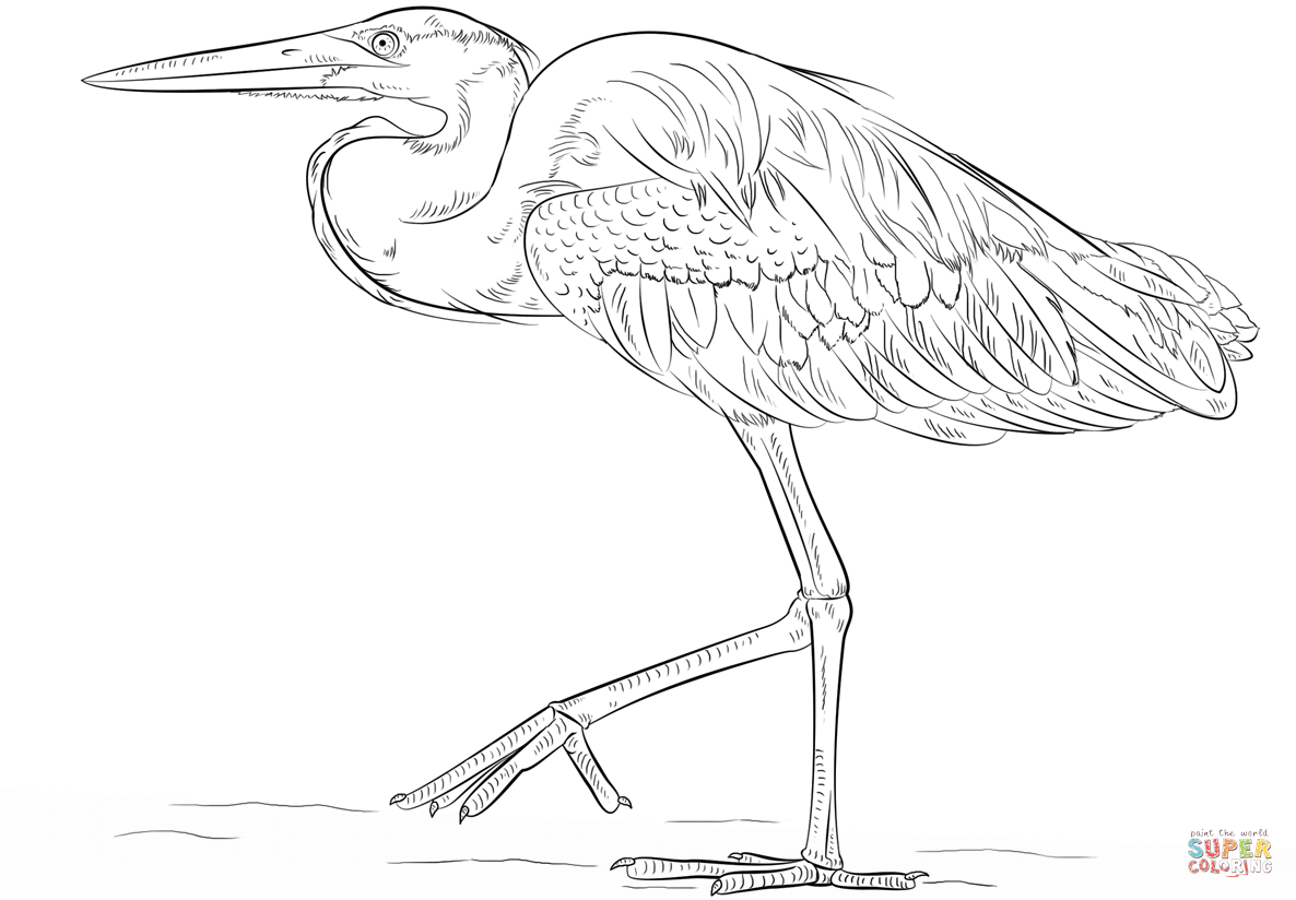 1186x824 It S Here Blue Heron Coloring Page Great Free
